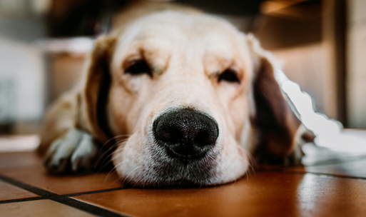 ¡AYUDA! MI PERRO NO PUEDE QUEDARSE SOLO